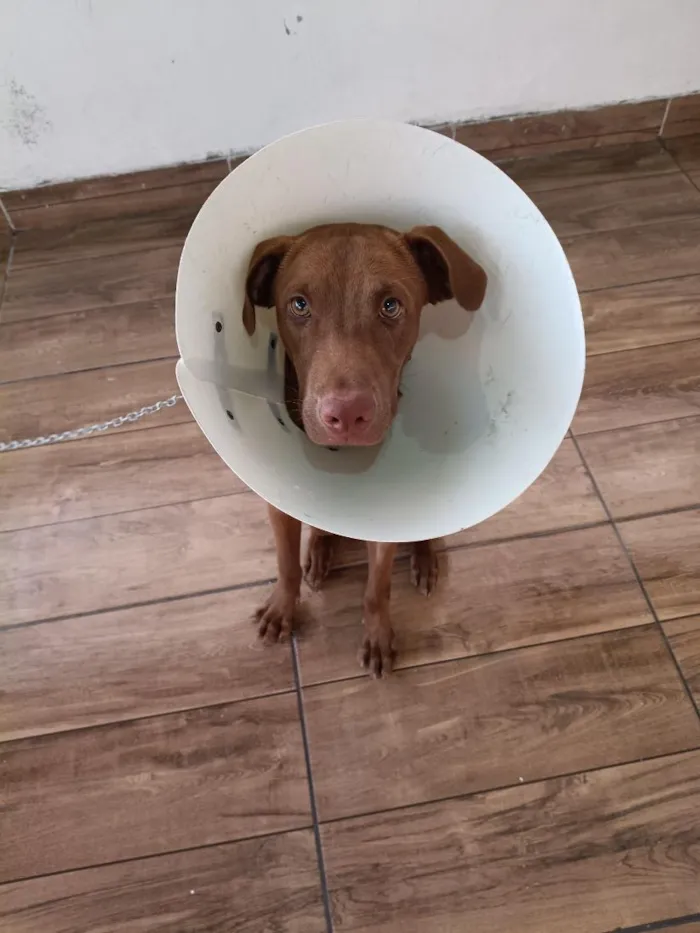 Cachorro raça SRD-ViraLata idade 7 a 11 meses nome Chocolate