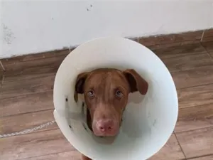 Cachorro raça SRD-ViraLata idade 7 a 11 meses nome Chocolate