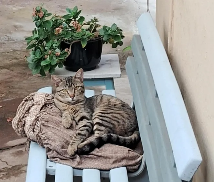 Gato raça SRD-ViraLata idade 2 anos nome Jaguatirica