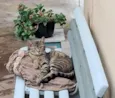 Jaguatirica