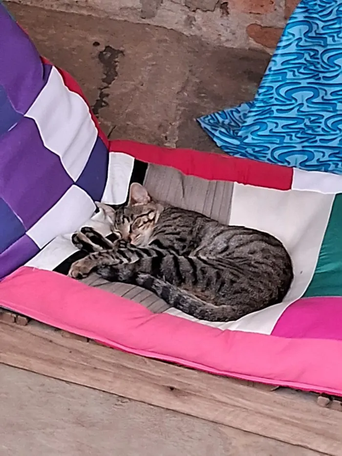 Gato raça SRD-ViraLata idade 2 anos nome Jaguatirica