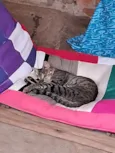 Jaguatirica