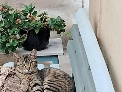 Gato raça SRD-ViraLata idade 2 anos nome Jaguatirica