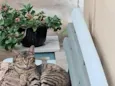 Jaguatirica