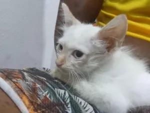 Gato raça SRD-ViraLata idade 2 a 6 meses nome Gabriel Rufino 