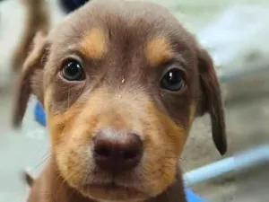 Cachorro raça SRD-ViraLata idade 2 a 6 meses nome Chocolate