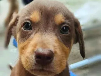 Cachorro raça SRD-ViraLata idade 2 a 6 meses nome Chocolate