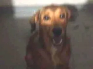 Cachorro raça SRD-ViraLata idade 7 a 11 meses nome Apollo
