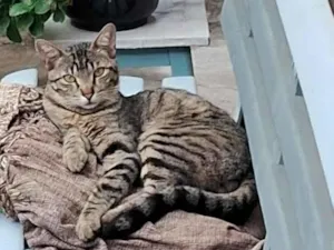 Gato raça SRD-ViraLata idade 2 anos nome Jaguatirica