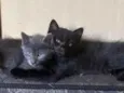 Pimentinha (cinza), Fumaça (preto)