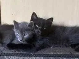 Gato raça SRD-ViraLata idade 2 a 6 meses nome Pimentinha (cinza), Fumaça (preto)