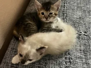 Gato raça SRD-ViraLata idade 2 a 6 meses nome Sem nome