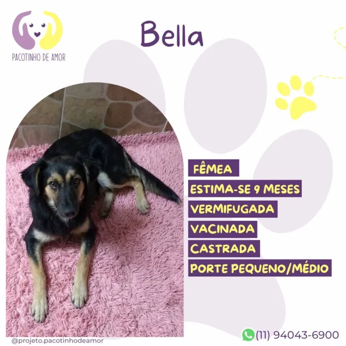 Cachorro raça SRD-ViraLata idade 7 a 11 meses nome Bella