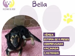 Cachorro raça SRD-ViraLata idade 7 a 11 meses nome Bella