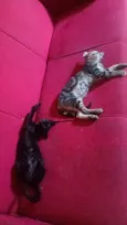 bast e cleópatra.