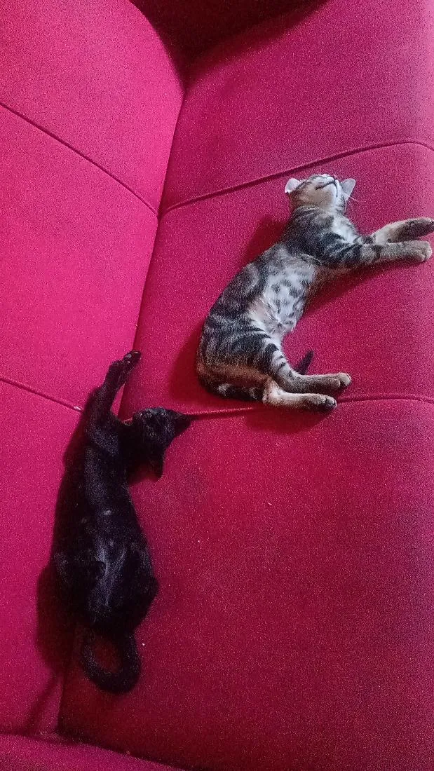 Gato raça SRD-ViraLata idade Abaixo de 2 meses nome bast e cleópatra.