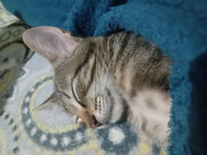 Gato raça SRD-ViraLata idade Abaixo de 2 meses nome bast e cleópatra.