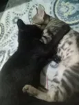 bast e cleópatra.