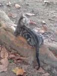 bast e cleópatra.