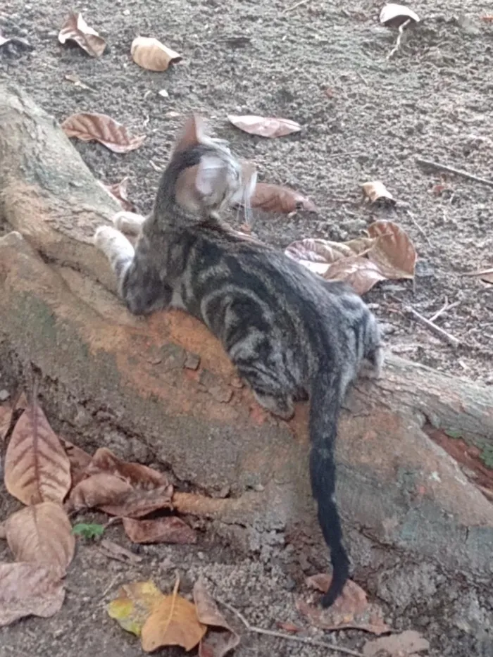 Gato raça SRD-ViraLata idade Abaixo de 2 meses nome bast e cleópatra.