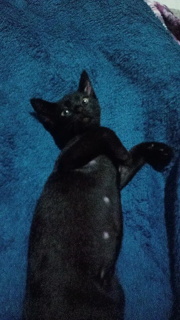Gato raça SRD-ViraLata idade Abaixo de 2 meses nome bast e cleópatra.