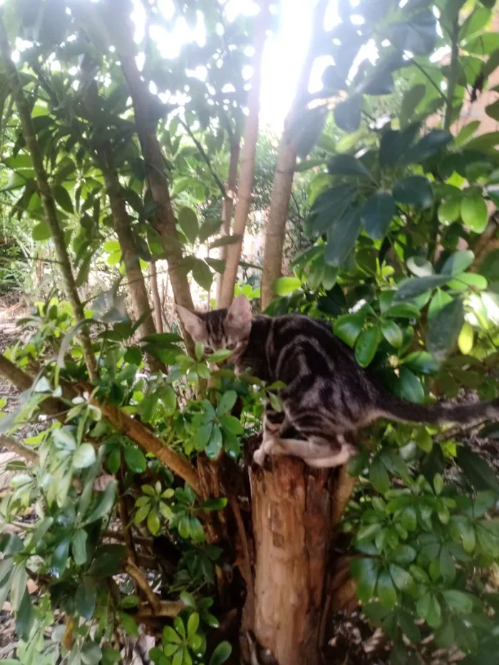 Gato raça SRD-ViraLata idade Abaixo de 2 meses nome bast e cleópatra.
