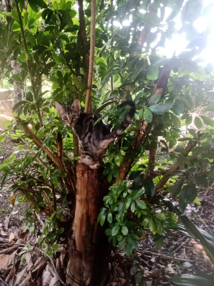 Gato raça SRD-ViraLata idade Abaixo de 2 meses nome bast e cleópatra.