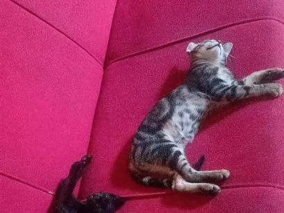Gato raça SRD-ViraLata idade Abaixo de 2 meses nome bast e cleópatra.