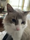 Flip