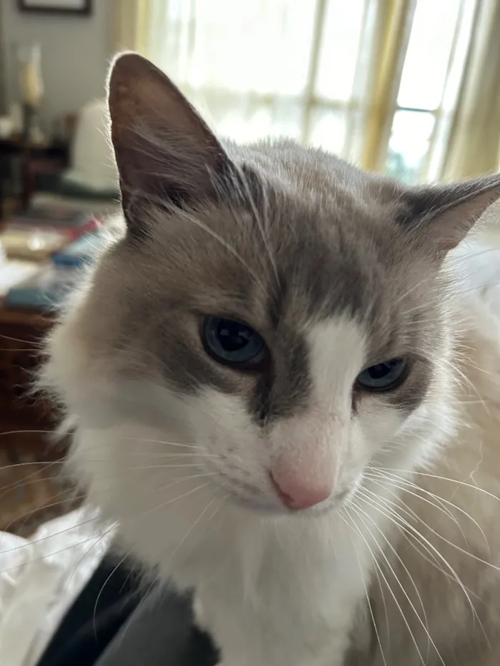 Gato raça SRD-ViraLata idade 6 ou mais anos nome Flip