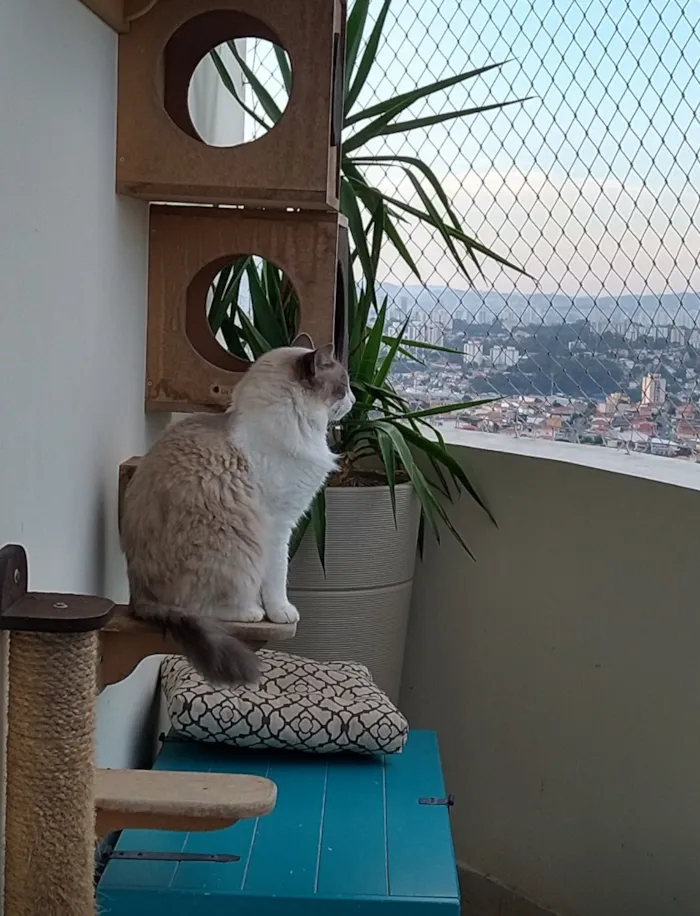 Gato raça SRD-ViraLata idade 6 ou mais anos nome Flip