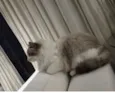 Flip