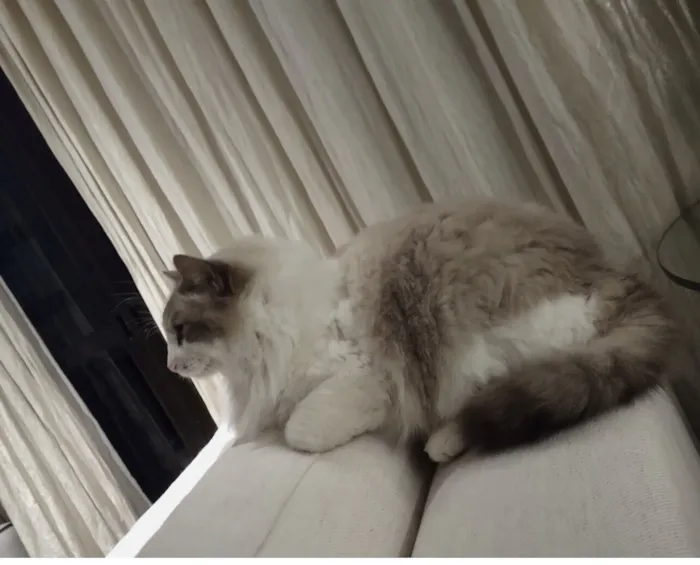 Gato raça SRD-ViraLata idade 6 ou mais anos nome Flip