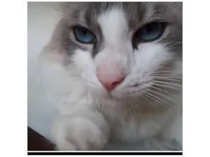 Gato raça SRD-ViraLata idade 6 ou mais anos nome Flip