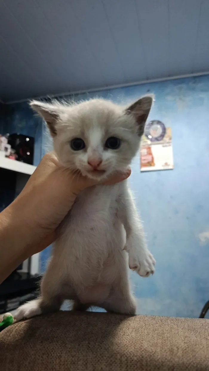 Gato raça SRD-ViraLata idade Abaixo de 2 meses nome Lilica, rajado 