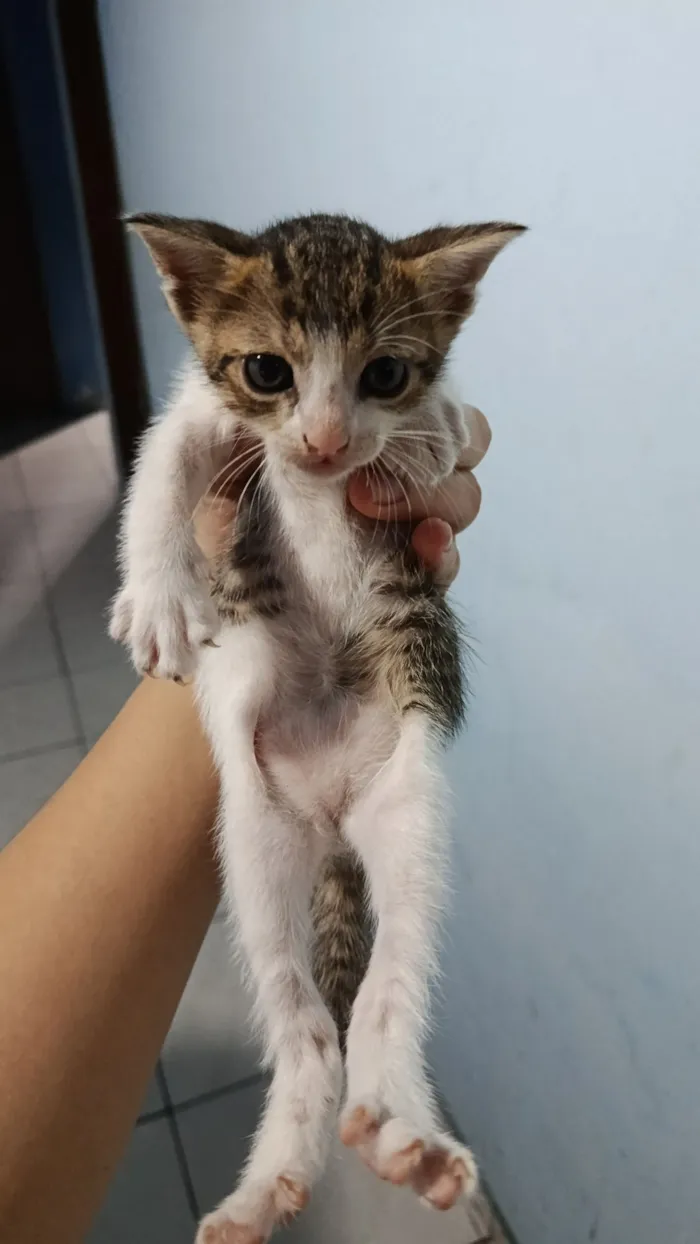 Gato raça SRD-ViraLata idade Abaixo de 2 meses nome Lilica, rajado 