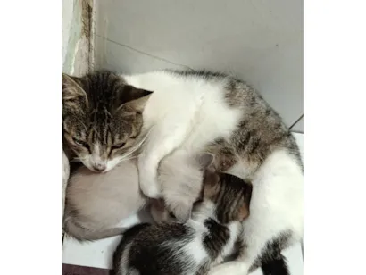 Gato raça SRD-ViraLata idade Abaixo de 2 meses nome Lilica, rajado 