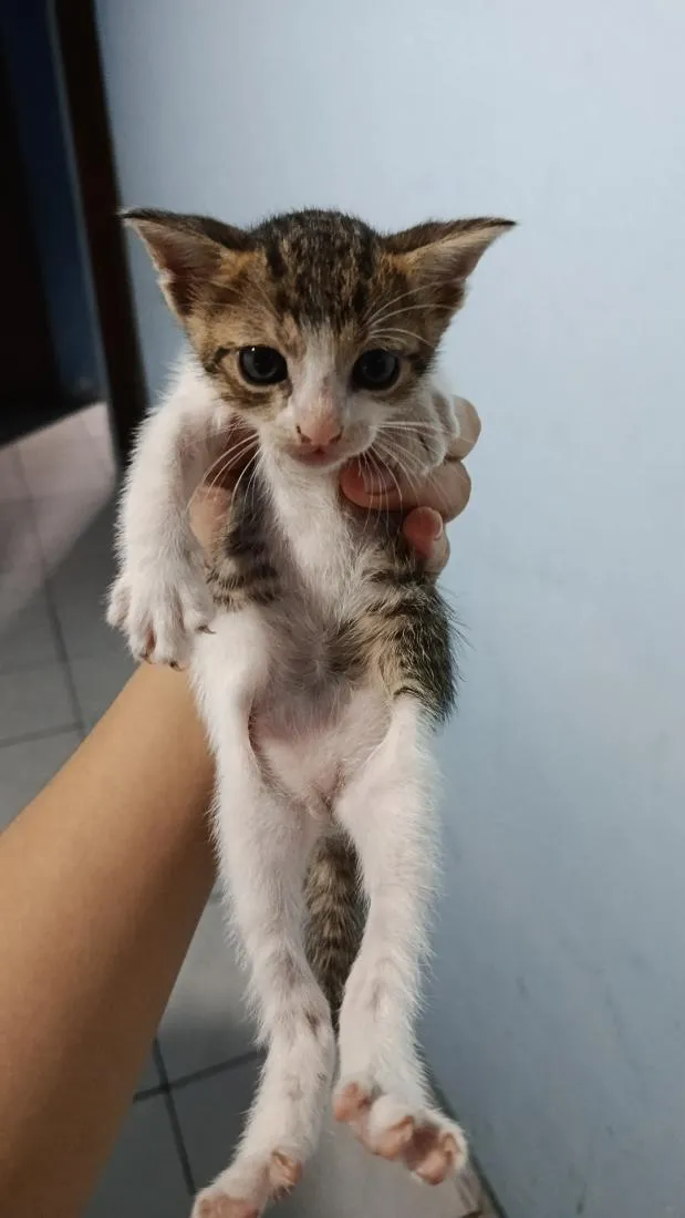 Gato raça SRD-ViraLata idade Abaixo de 2 meses nome neneco 