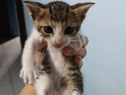 Gato raça SRD-ViraLata idade Abaixo de 2 meses nome neneco 