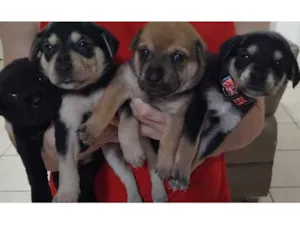 Cachorro raça SRD-ViraLata idade Abaixo de 2 meses nome Pity