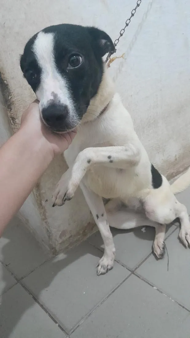 Cachorro raça SRD-ViraLata idade 1 ano nome Kyara e Spike