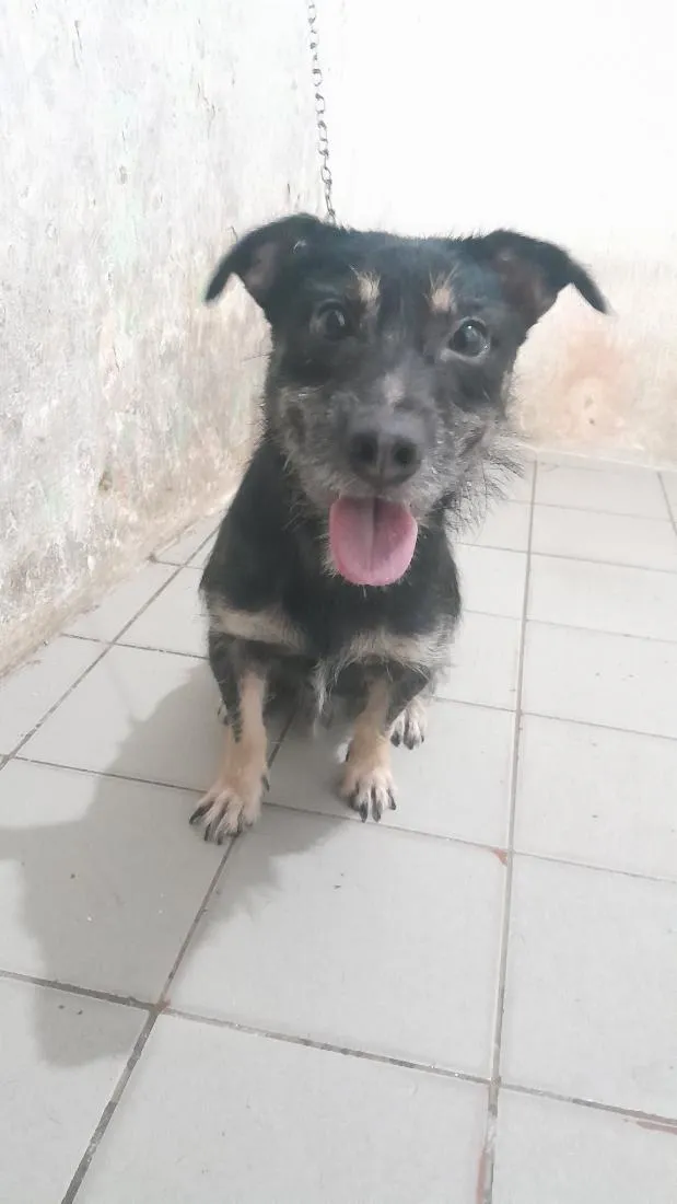 Cachorro raça SRD-ViraLata idade 1 ano nome Kyara e Spike