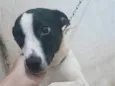 Kyara e Spike