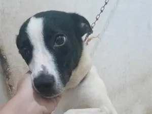 Cachorro raça SRD-ViraLata idade 1 ano nome Kyara e Spike