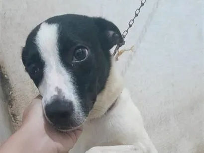 Cachorro raça SRD-ViraLata idade 1 ano nome Kyara e Spike