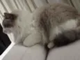 Flip