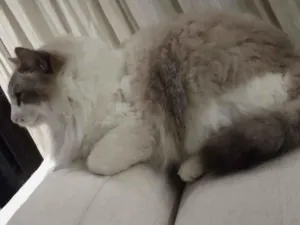 Gato raça SRD-ViraLata idade 6 ou mais anos nome Flip