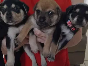 Cachorro raça SRD-ViraLata idade Abaixo de 2 meses nome Pity