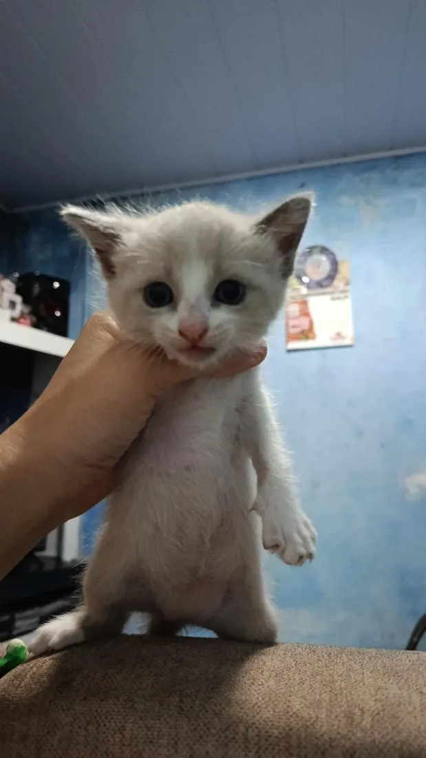 Gato raça SRD-ViraLata idade Abaixo de 2 meses nome lilica