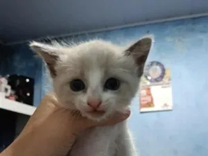 Gato raça SRD-ViraLata idade Abaixo de 2 meses nome lilica